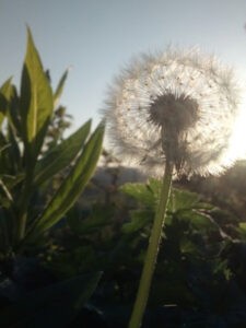 Erbe naturali